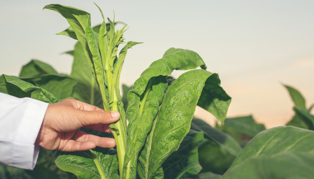 Le tabac et les conditions de cette production